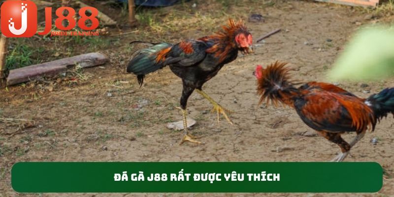 Tìm hiểu tổng quan về chuyên mục soi kèo đá gà J88